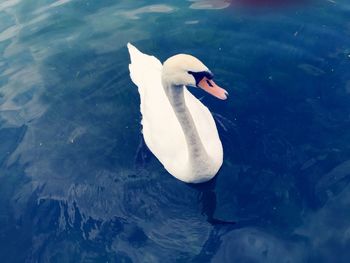 Swan swimming in lake