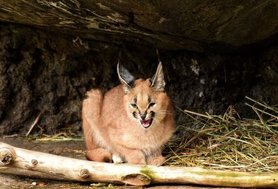 Caracal mewing under cave at zoo