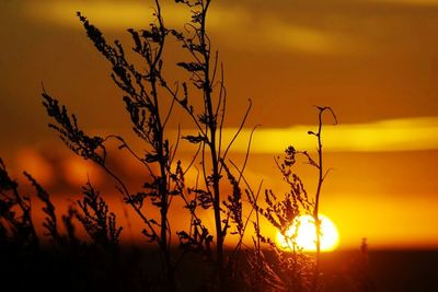 Close-up of plants at sunset