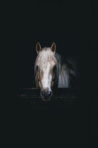 Portrait of horse in stable