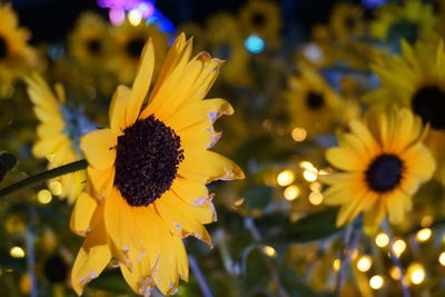 Close-up of sunflower in park