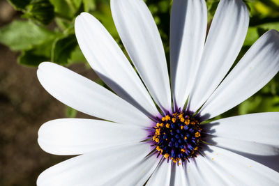 Close-up of white flower