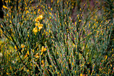 Close-up of yellow flowering plants on field