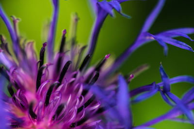 Close-up of passion flower