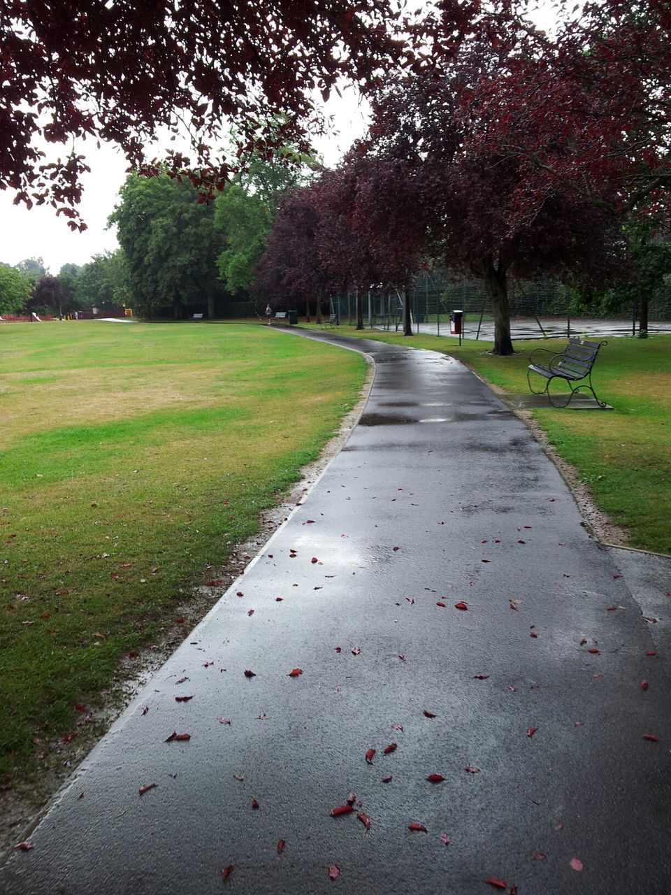 tree, the way forward, grass, diminishing perspective, vanishing point, tranquility, road, growth, nature, green color, tranquil scene, field, footpath, treelined, landscape, beauty in nature, transportation, park - man made space, grassy, scenics