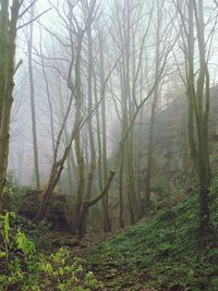 Trees in forest