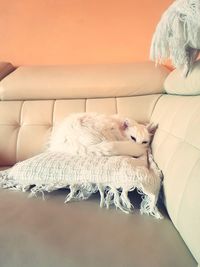 Dog lying on sofa at home