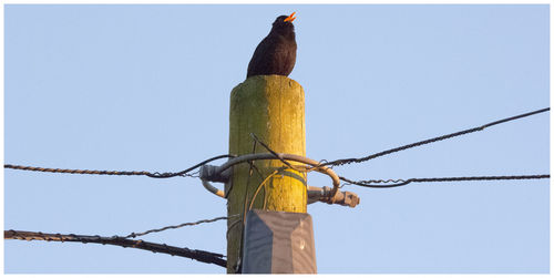 Black bird perched on a telegraph pole singing in the evening sunshine in kirriemuir.