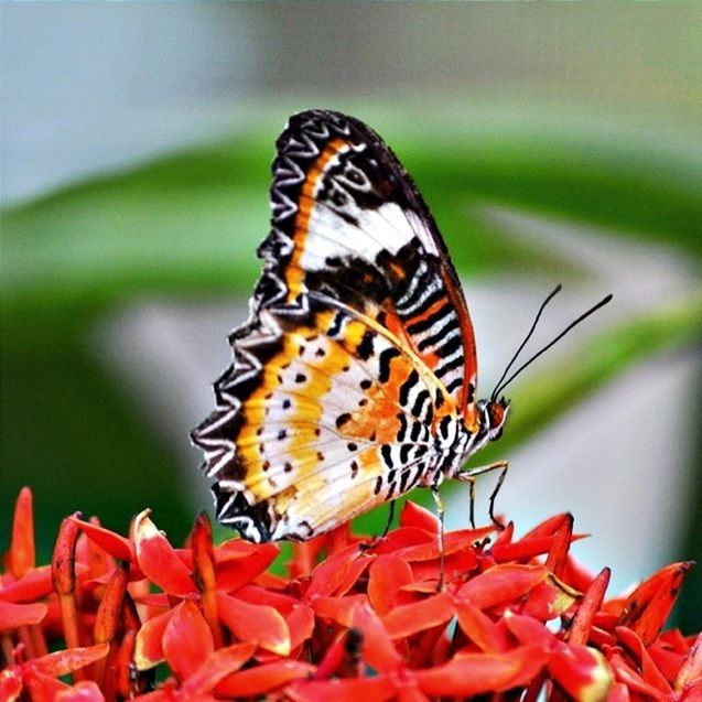 animal themes, animals in the wild, one animal, wildlife, animal markings, insect, butterfly - insect, focus on foreground, close-up, natural pattern, butterfly, beauty in nature, flower, nature, fragility, orange color, plant, outdoors, day, no people