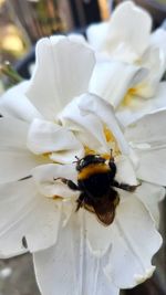 Close-up of bee on white flower