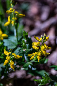 Flower outside in nature