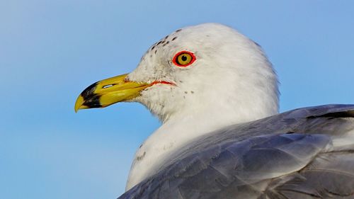 Low angle view of eagle against clear sky