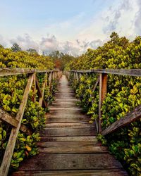 Boardwalk amidst trees and plants against sky