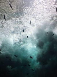 Low angle view of silhouette birds swimming in sea