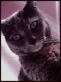Close-up portrait of cat