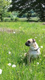 Plant growing on grassy field