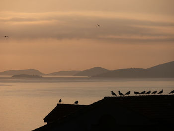 Silhouette birds flying over lake against sky during sunset