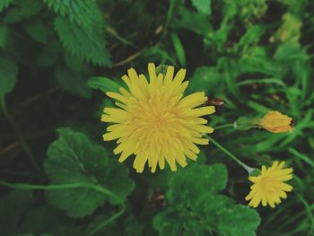 Close-up of yellow flower