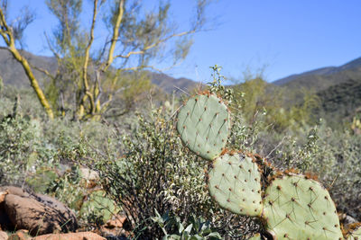 Close-up of dry plants