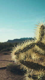 Close-up of succulent plant on field against sky