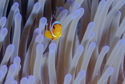 Close-up of clown fish  in anemone coral