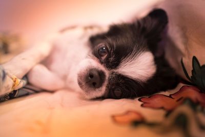 Close-up portrait of dog lying down on bed