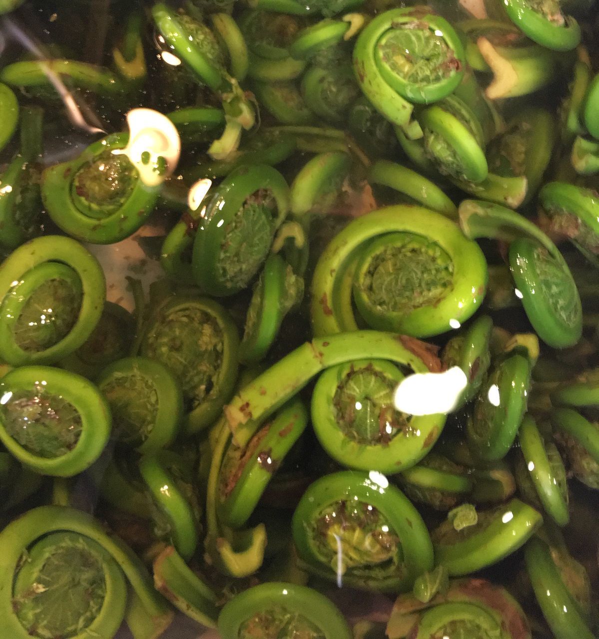 FULL FRAME SHOT OF GREEN BEANS