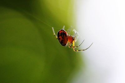 Close-up of spider