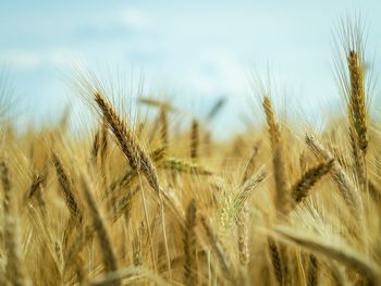 Close-up of wheat growing on field against sky
