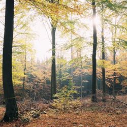 Sun shining through trees in forest