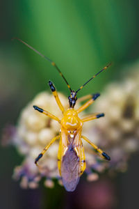 Close-up of spider