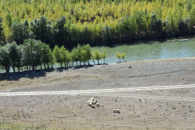 Scenic view of lake by trees in forest