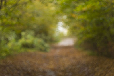 Close-up of road along trees