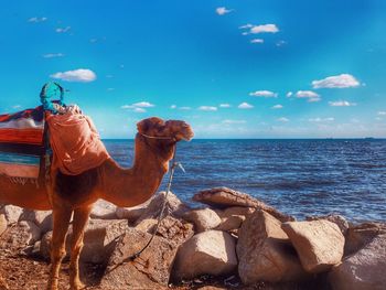 View of horse on sea shore against blue sky