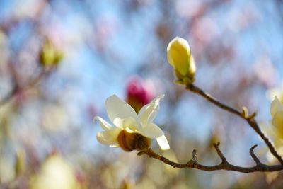 Close-up of twig in springtime