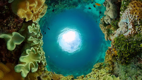 View of coral swimming in sea