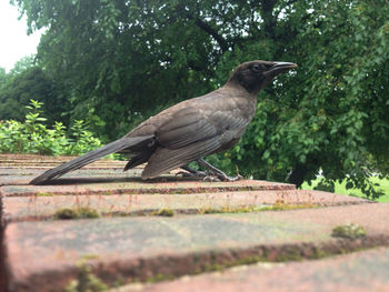 Bird perching on a wall