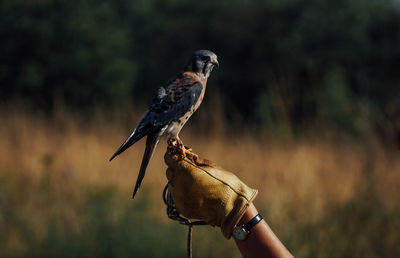 Close-up of hawk perching on hand