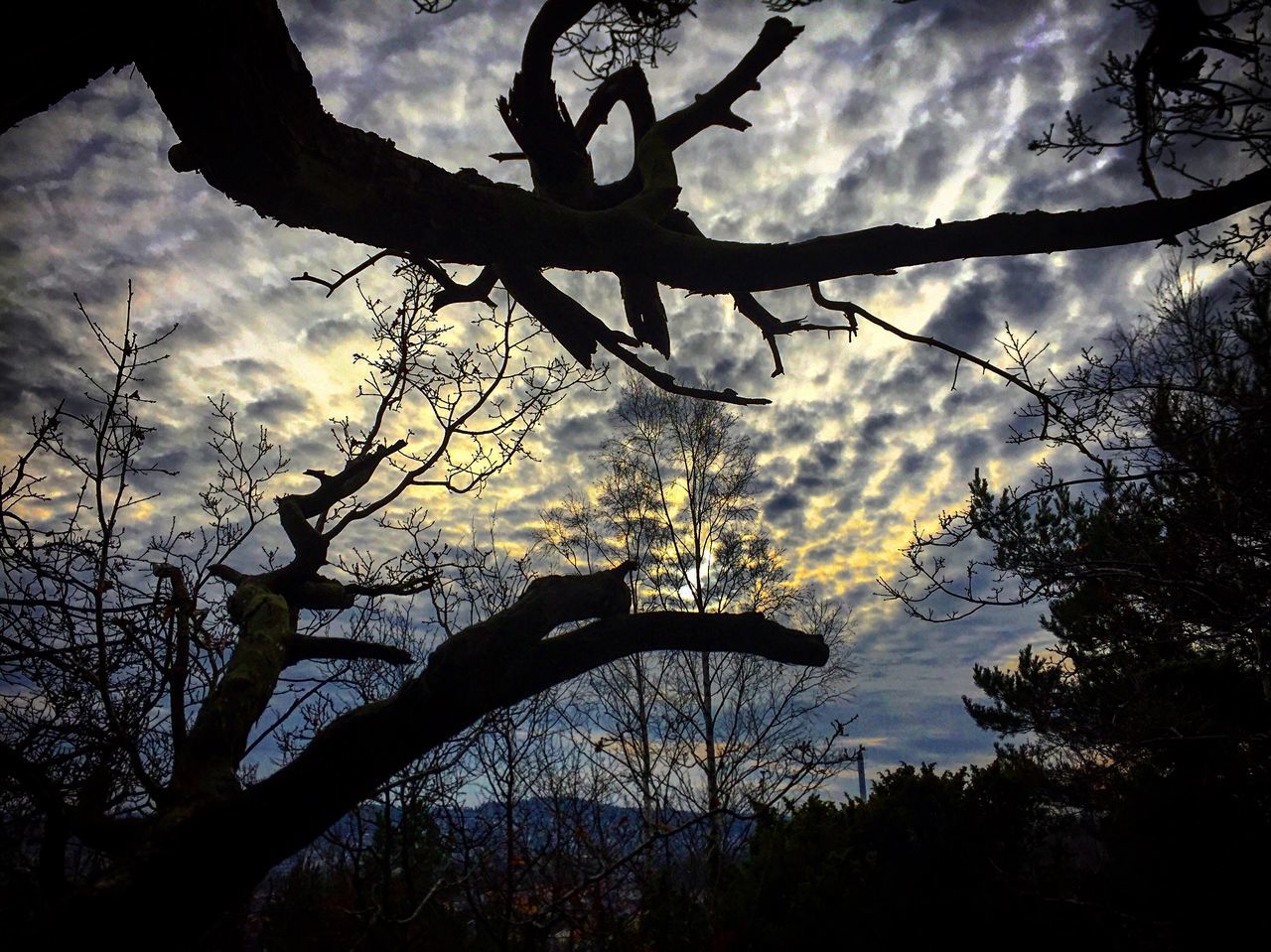 sky, sunset, cloud - sky, silhouette, low angle view, no people, tree, nature, outdoors, tranquility, beauty in nature, day