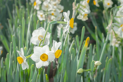 Close-up of yellow flowering plant on field