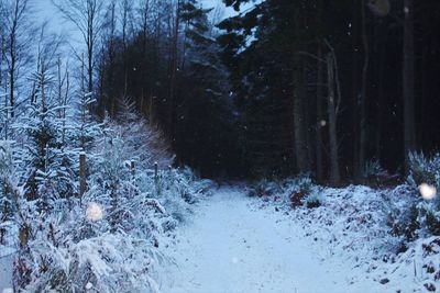 Snow covered trees in forest