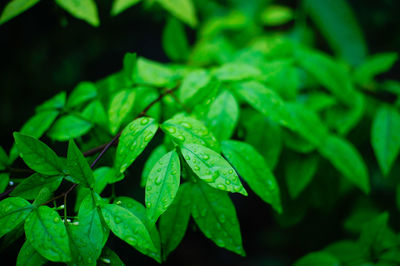 Close-up of green leaves on plant