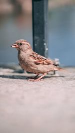 Close-up of bird perching on land