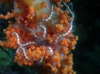A brittle sea star 