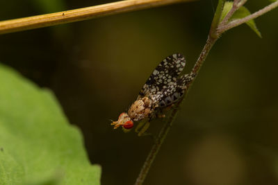 Close-up of insect on plant