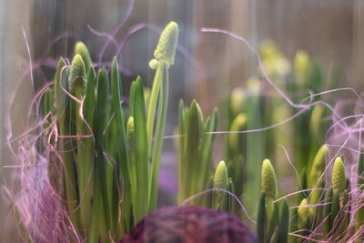 Close-up of flowering plants on field