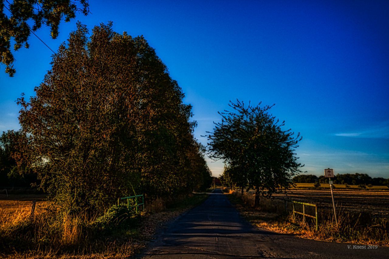 tree, plant, sky, the way forward, direction, blue, tranquility, growth, nature, no people, tranquil scene, beauty in nature, clear sky, footpath, land, scenics - nature, day, diminishing perspective, field, landscape, outdoors