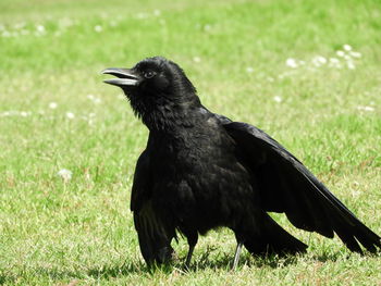 Black bird on a field