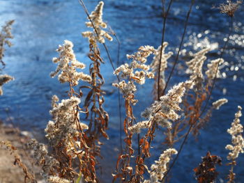 Close-up of frozen plants