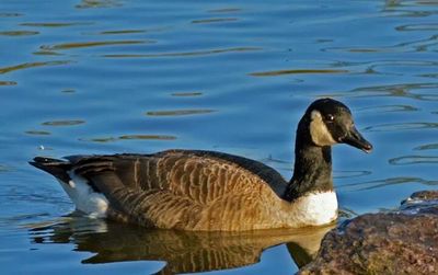 View of birds in water